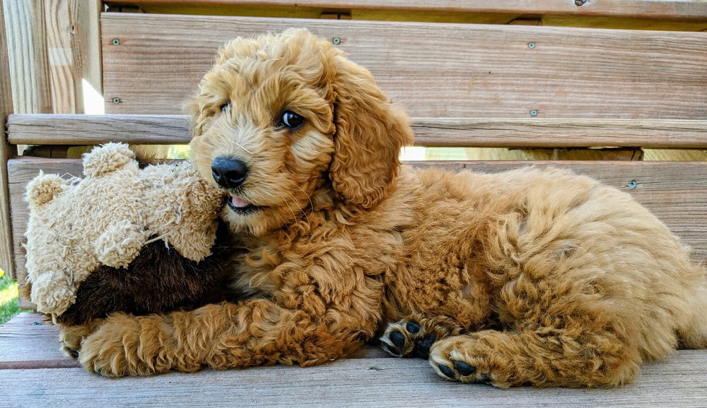 F1B Goldendoodle Your Complete Guide Dog Academy