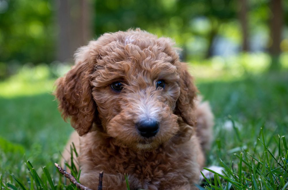 Goldendoodle puppy lying in grass