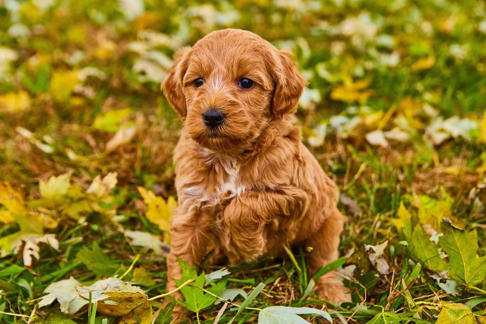 https://dogacademy.org/blog/wp-content/uploads/2022/04/Goldendoodle-puppy-sits-in-grass-and-leaves.jpg