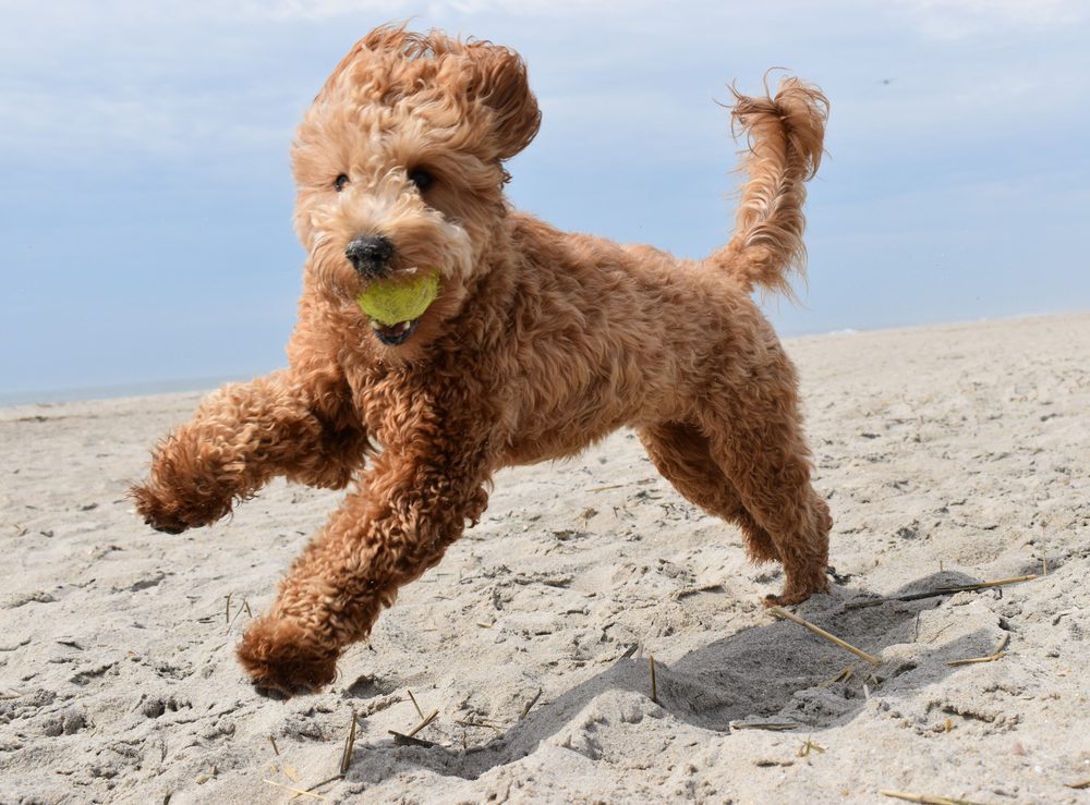 Goldendoodle running on beach with a ball in its mouth