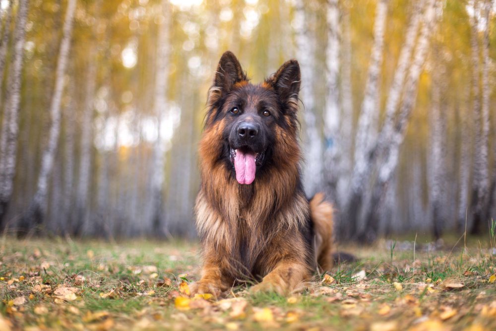 Long-haired GSD lies in front of a forest