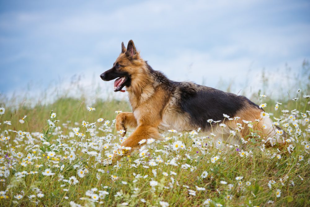Long-haired GSD runs through field of daisies