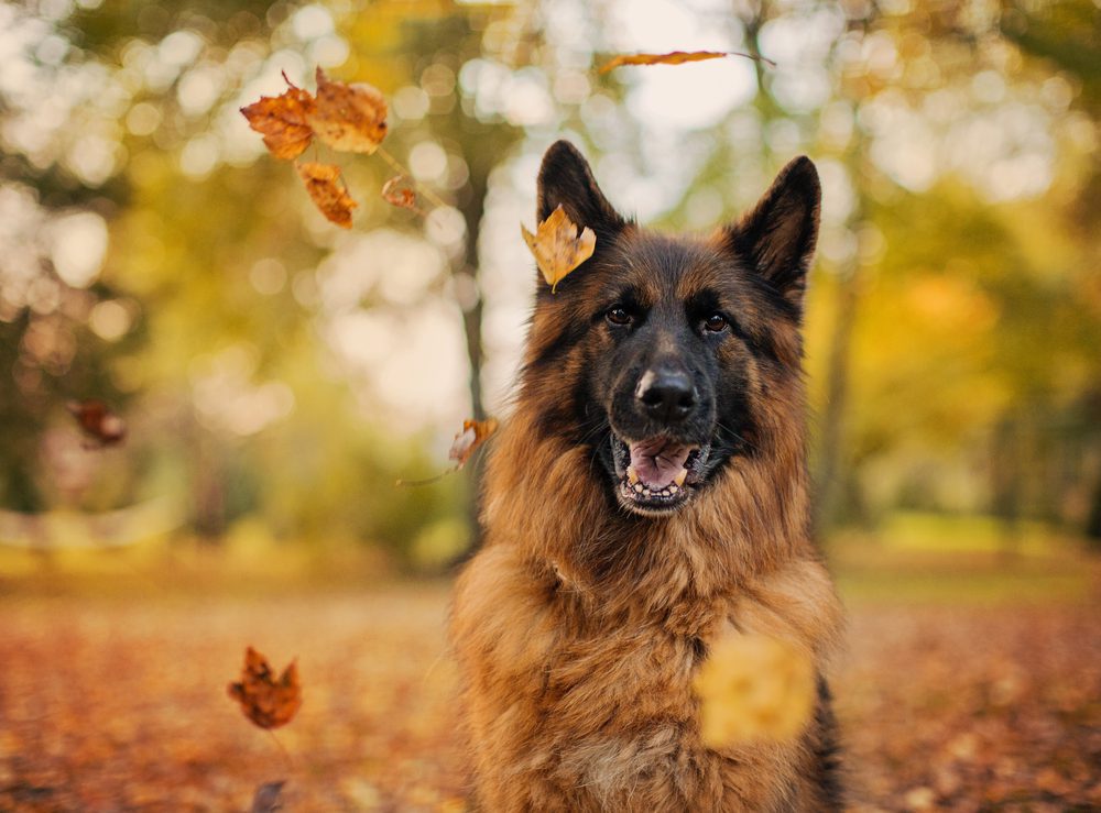 Long-haired GSD sits as leaves fall around him