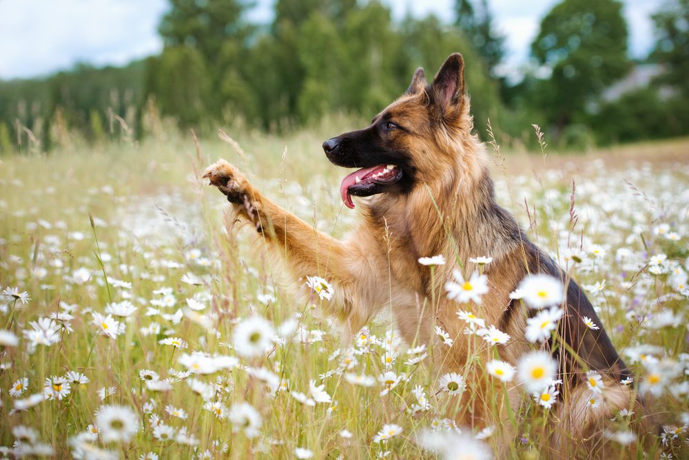 Long-haired GSD sits in field with its paw outstretched