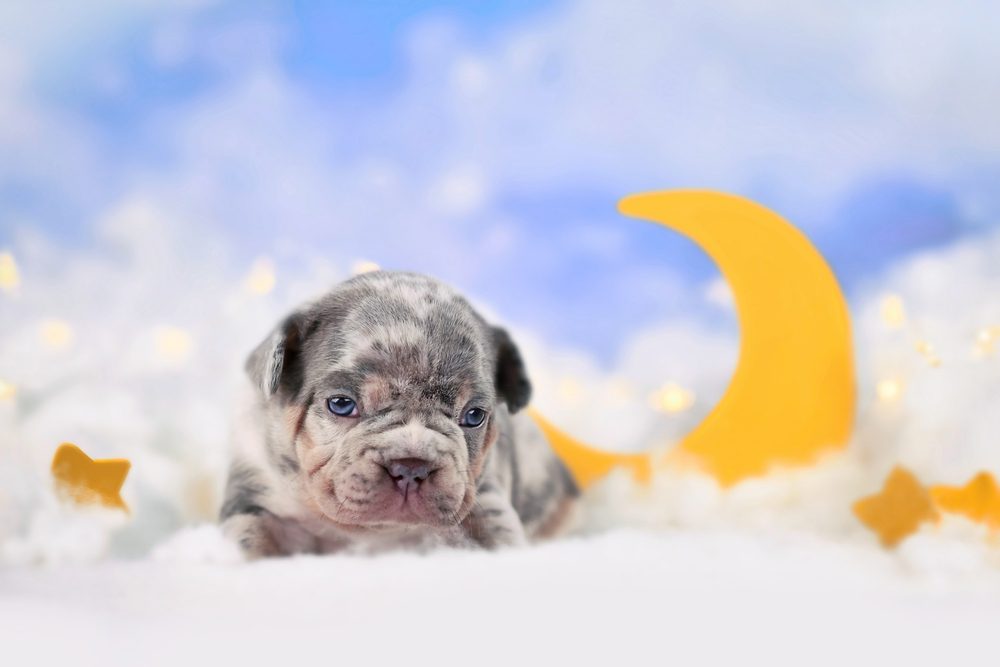 Merle Frenchie puppy laying on cloud