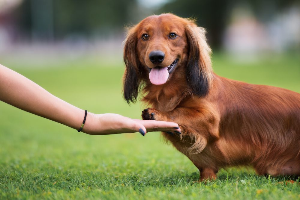 Long haired clearance piebald mini dachshund