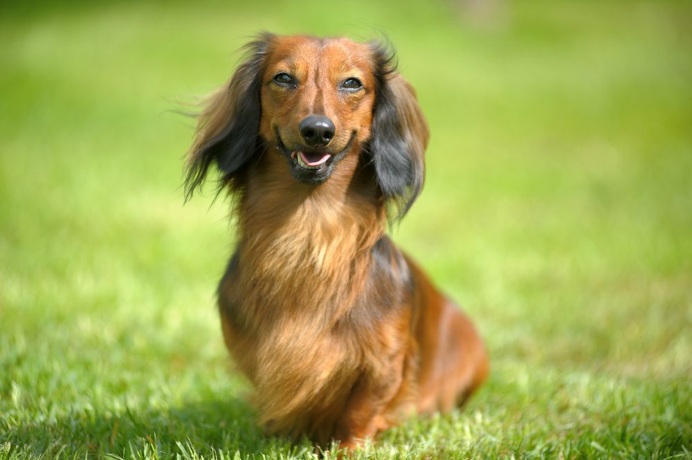 Red long-haired dachshund sits on grass