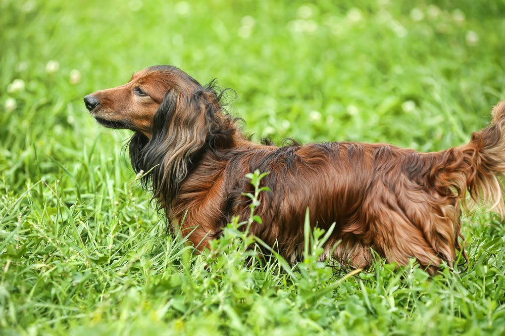 Dachshund Dog Breed Information & Characteristics