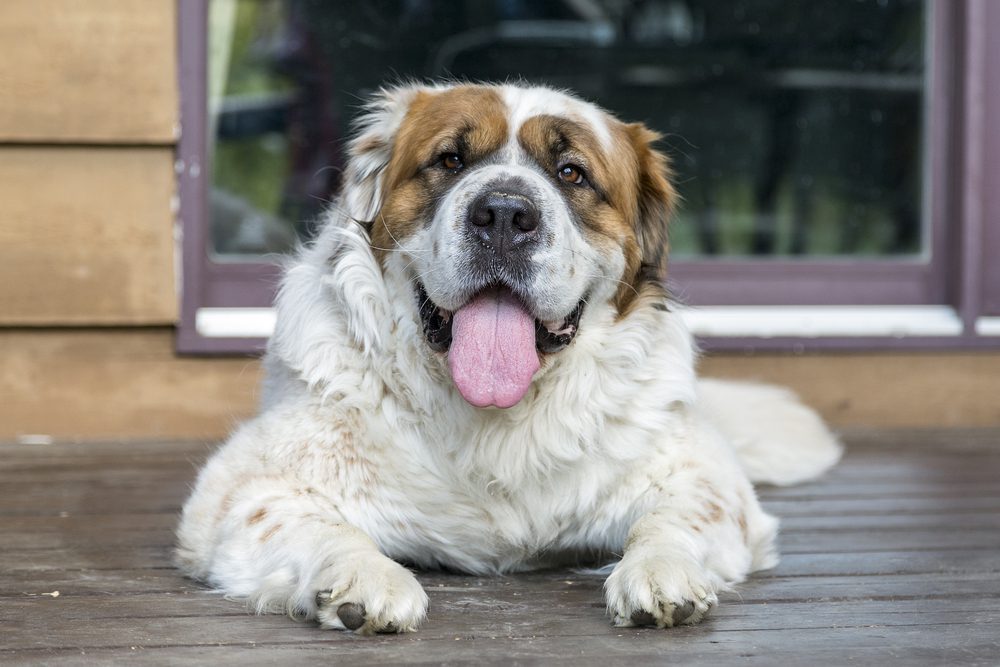 St bernard hot sale hypoallergenic