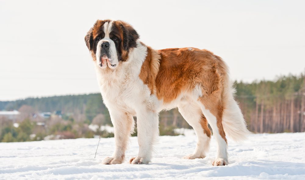 St. Bernard dog standing outside in winter