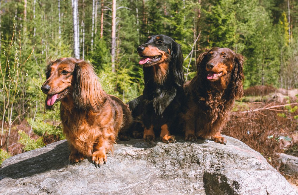 Three dachshunds sit on a rock in a forest
