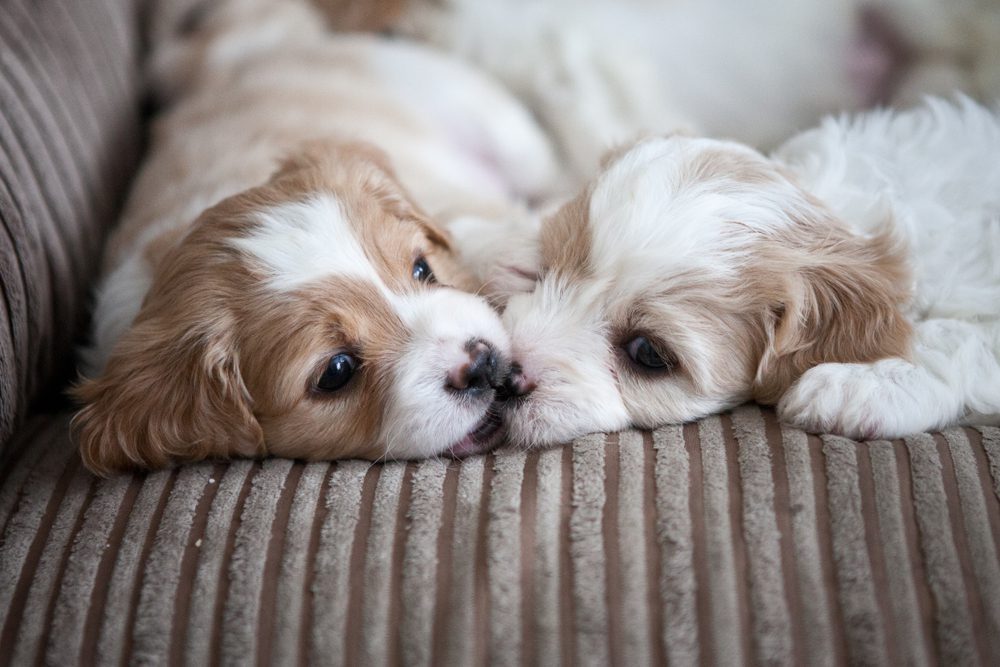 Two Cavachon puppies touch noses on a couch