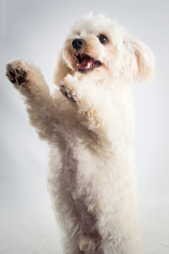 White Cavachon standing on its hind legs