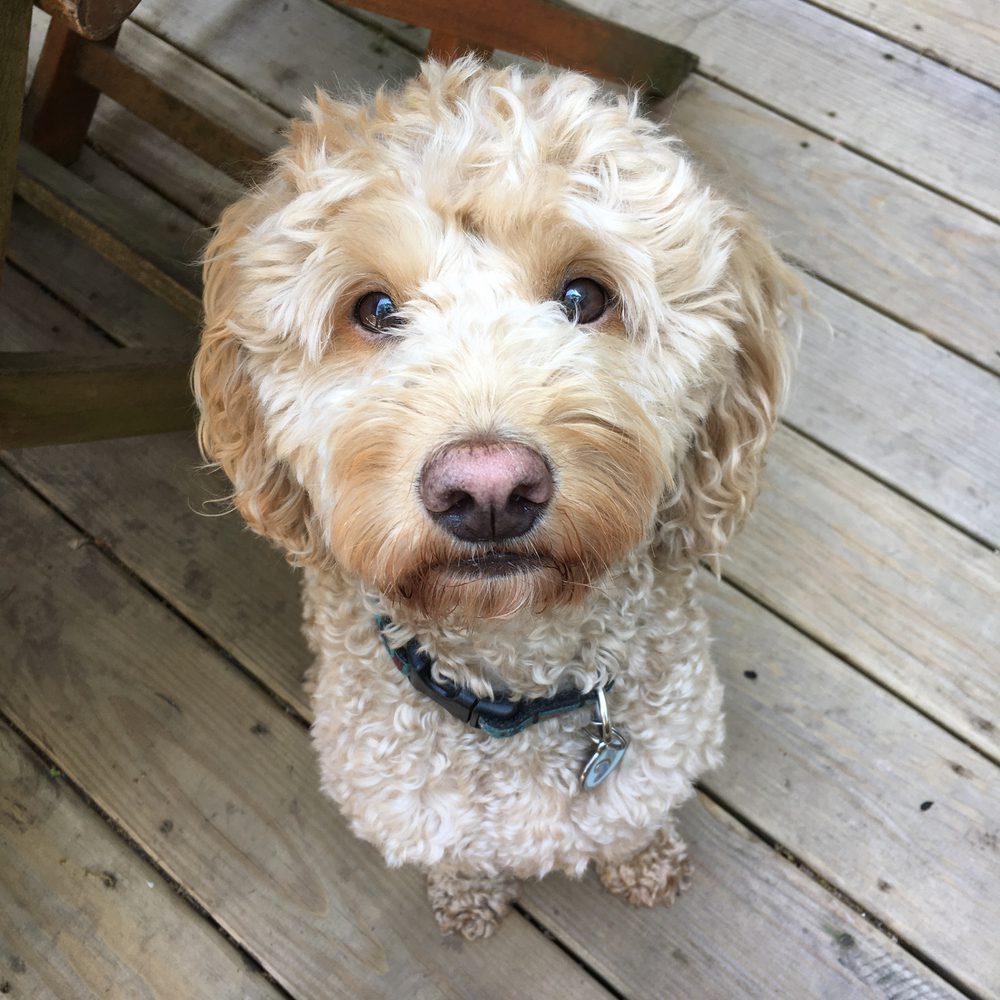 White sales f1b goldendoodle