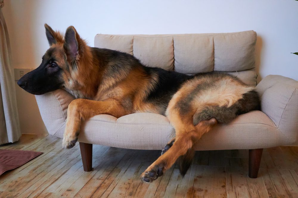 king shepherd resting on a couch