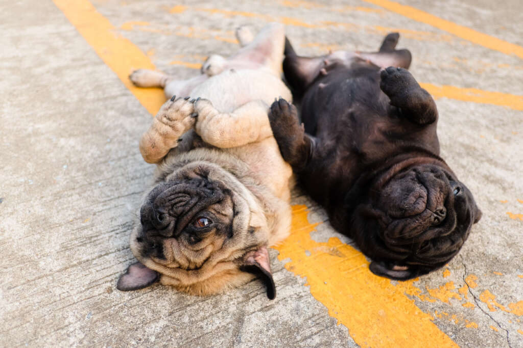 puppies playing dead