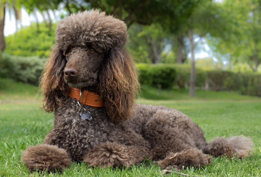 standard poodle laying in grass outside