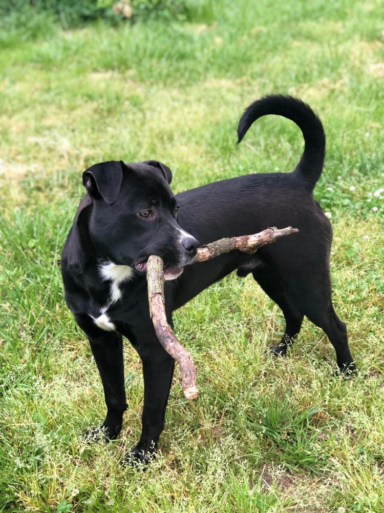 A black pitweiler holding a stick