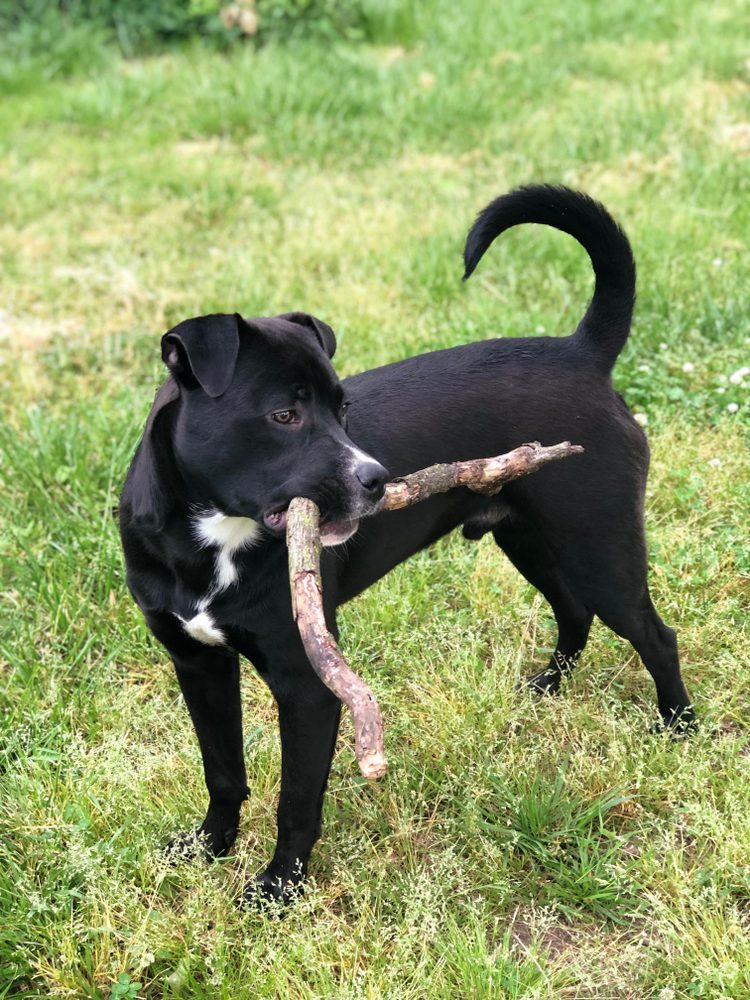 Half pitbull half store rottweiler