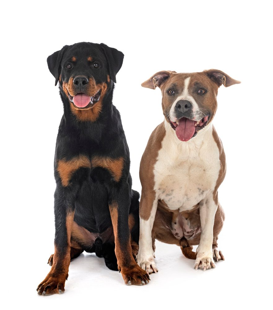A rottweiler and pit bull sit side by side