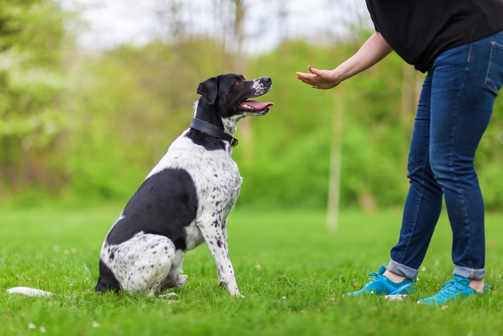 Black and white dog sitting in front of a woman