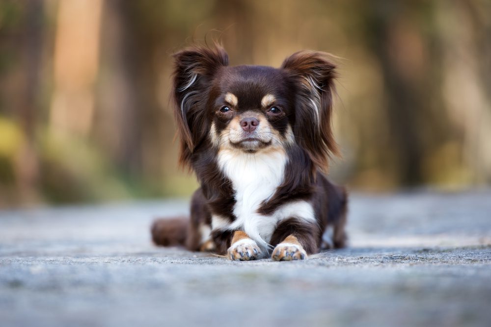 Brown Long Haired Chihuahua Brown Long Haired Chihuahua