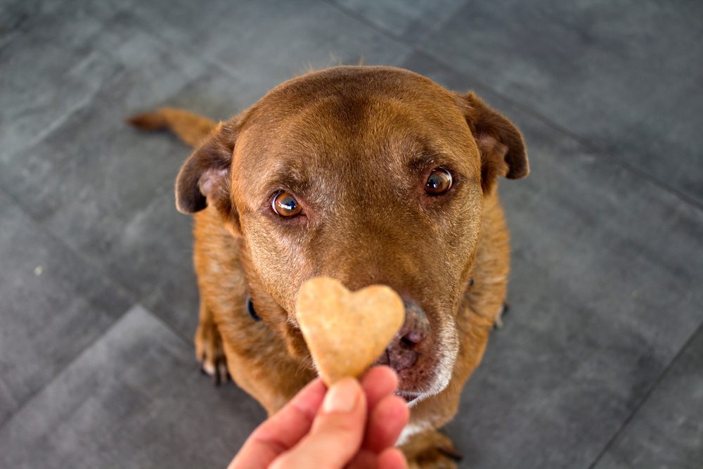 Chocolate Labrador stares at a heart-shaped treat