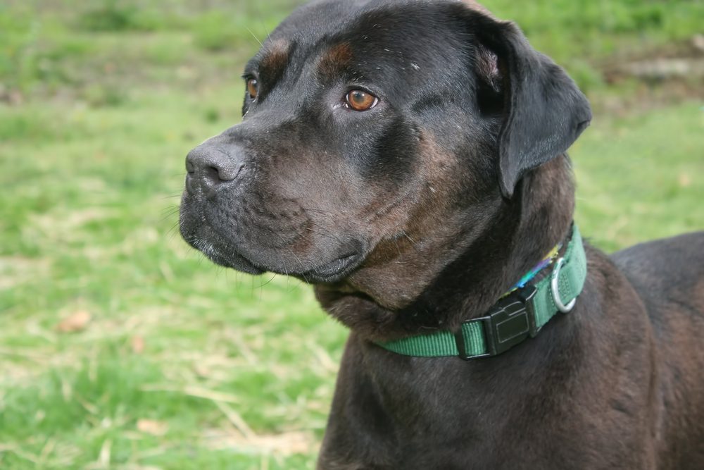 Pitbull mixed with a hot sale rottweiler