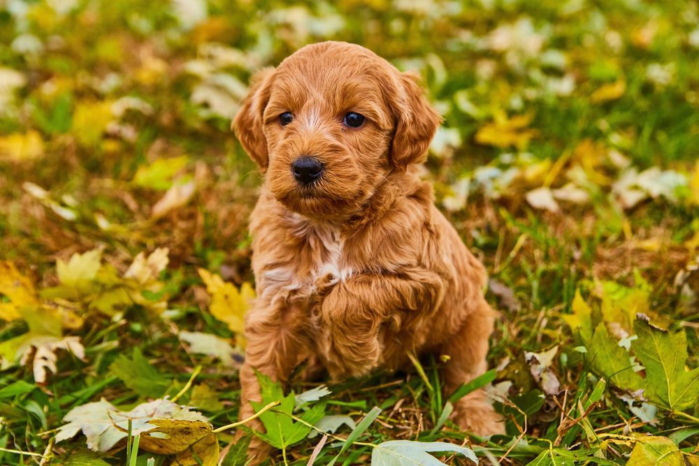 Goldendoodle puppy sitting outside in leaves