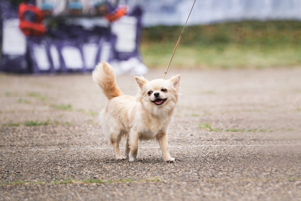 Long haired Chihuahua outside on leash