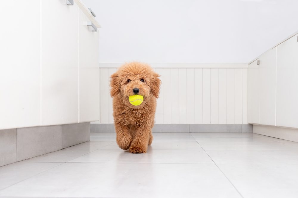 Mini goldendoodle carrying tennis ball in white kitchen