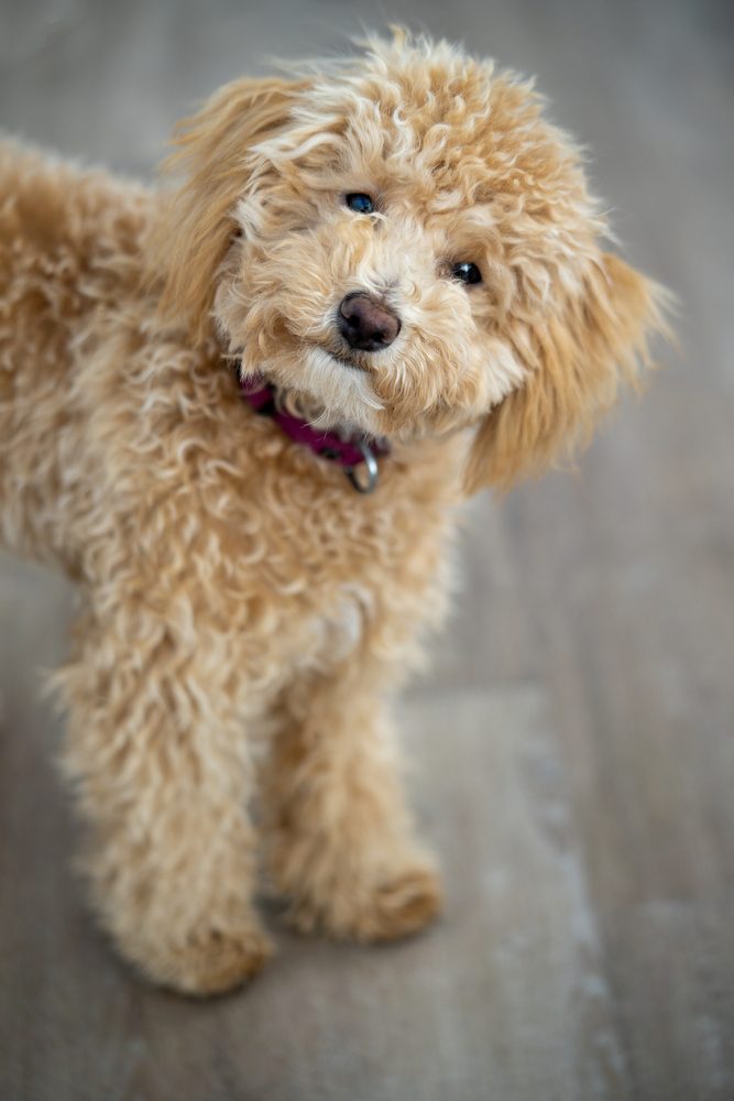 Golden hotsell mini poodle