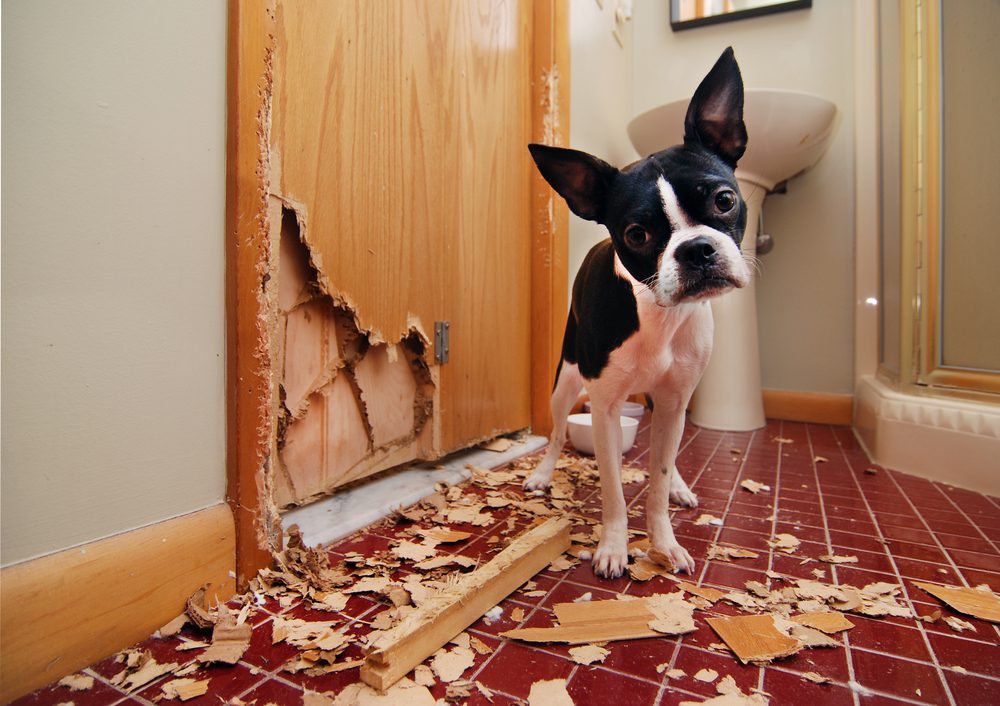 Puppy chewing hole in door