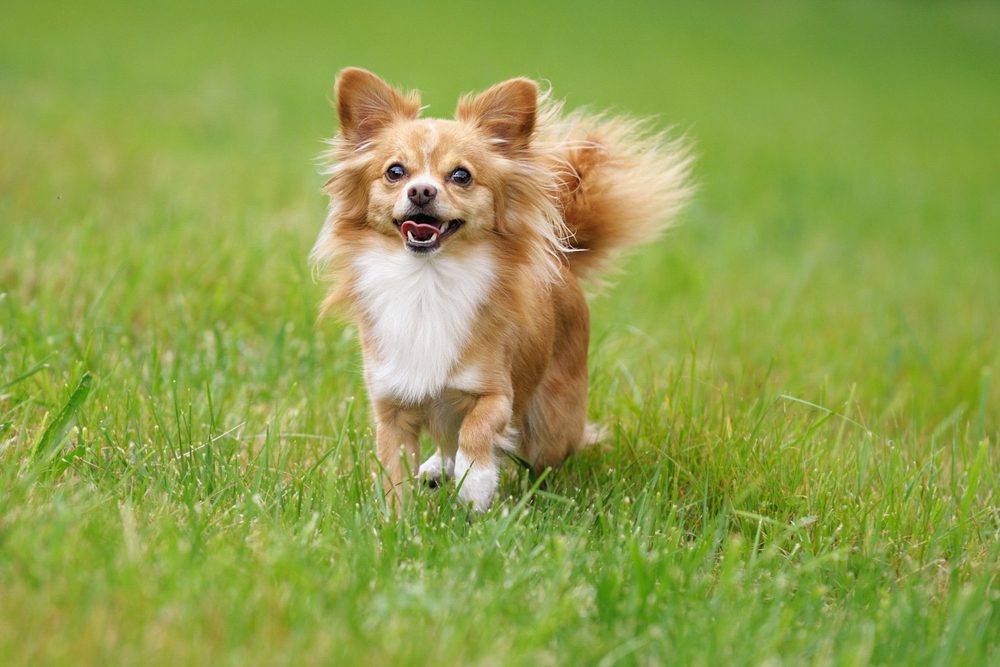 Small light brown Chihuahua happily running outside