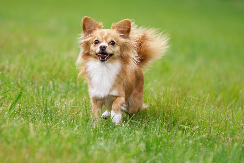 Brown Long Haired Chihuahua