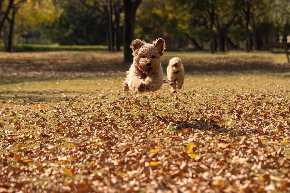 Two mini goldendoodles running through park
