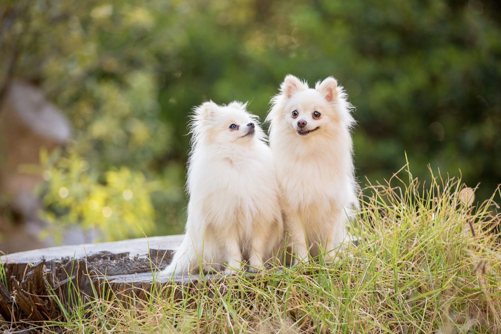 Two white long haired Chihuahuas sitting next to each other