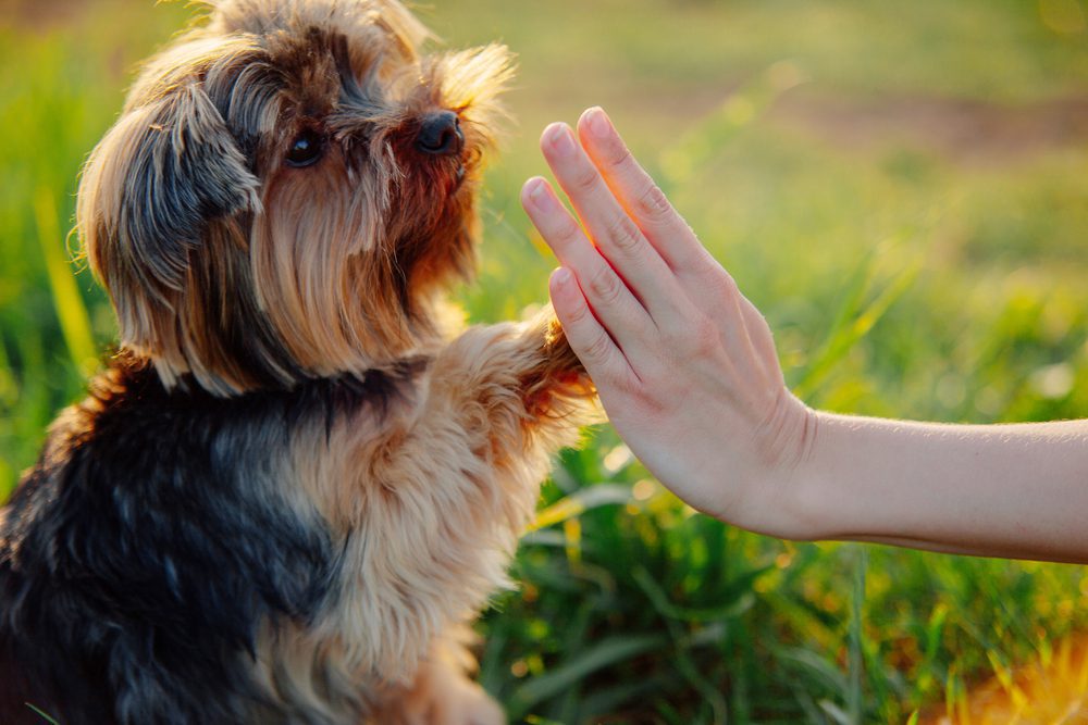 Yorkie high fives an outstretched hand