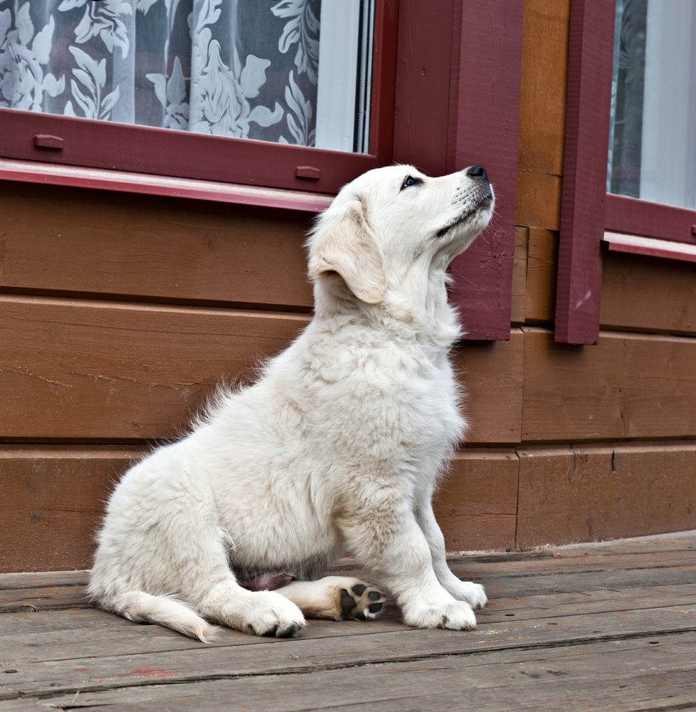 Golden retriever puppy sitting outside