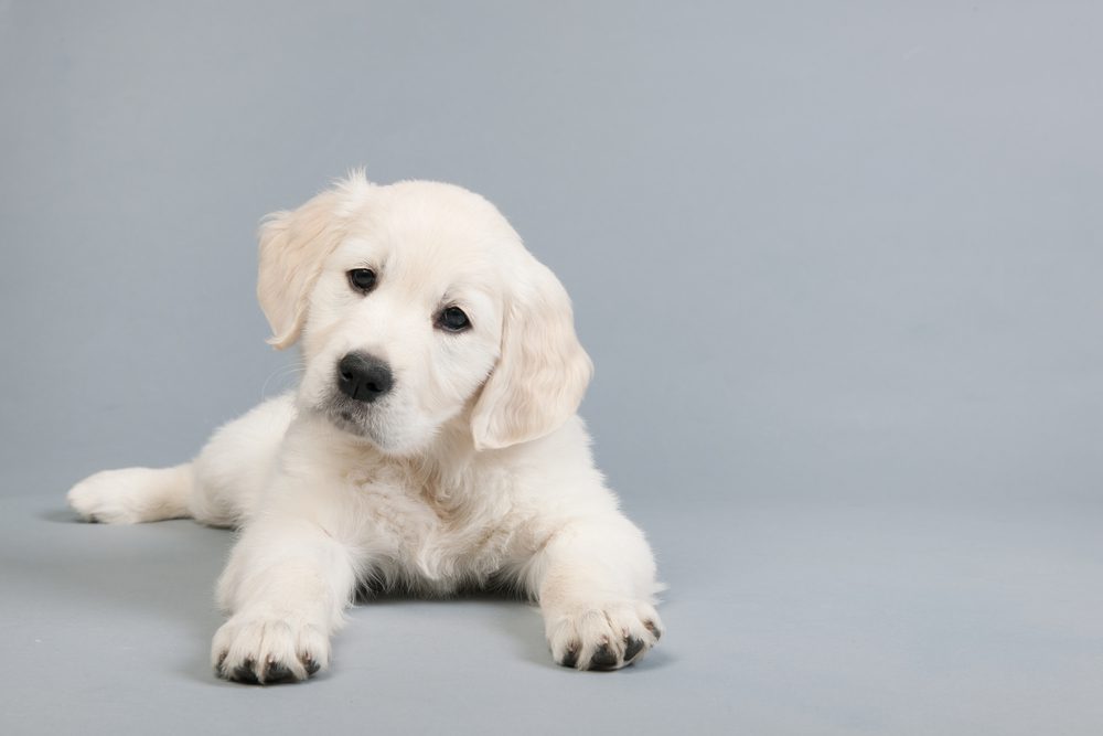 Golden retriever puppy with grey background