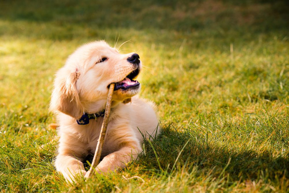 Mini golden retriever puppy eating stick outside