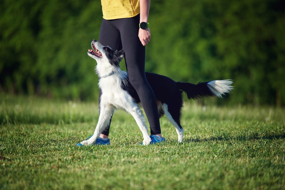 dog standing between woman's legs