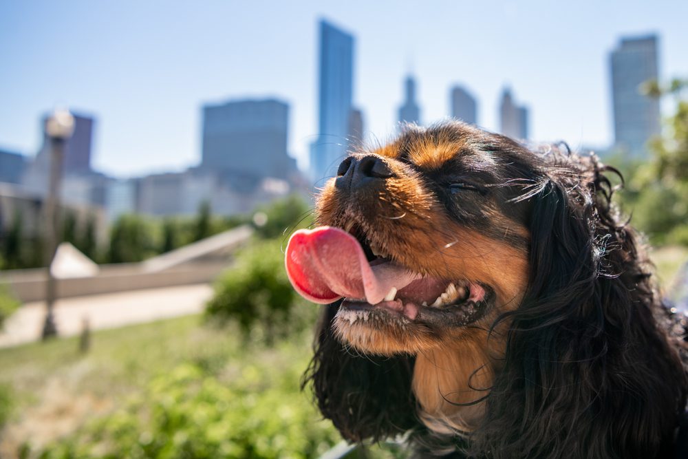 happy dog by chicago skyline