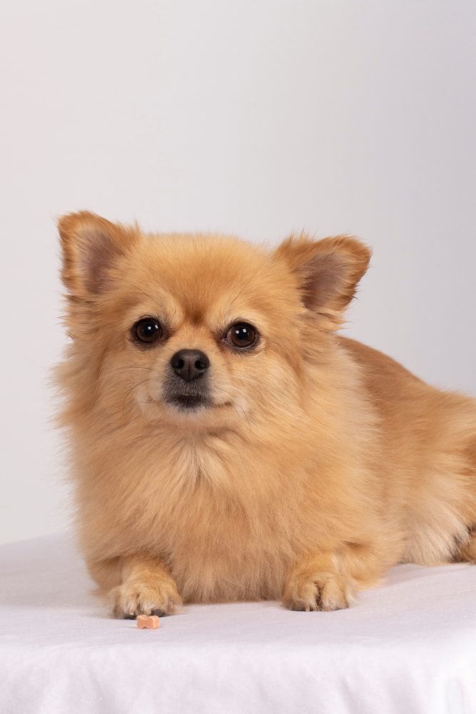 Golden pomchi in front of white background