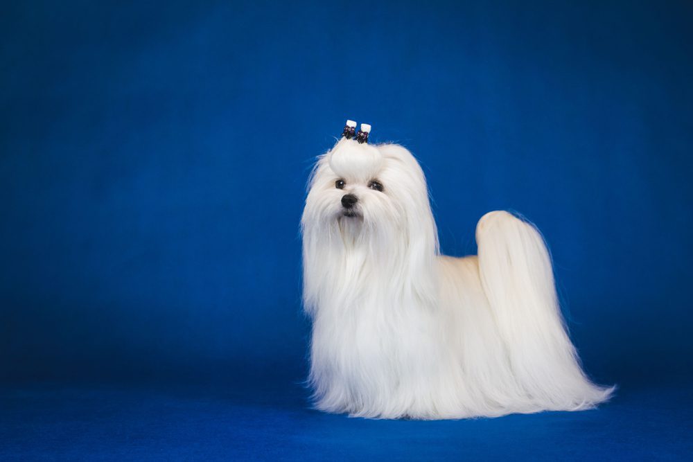 Long-haired Maltese stands against a blue background