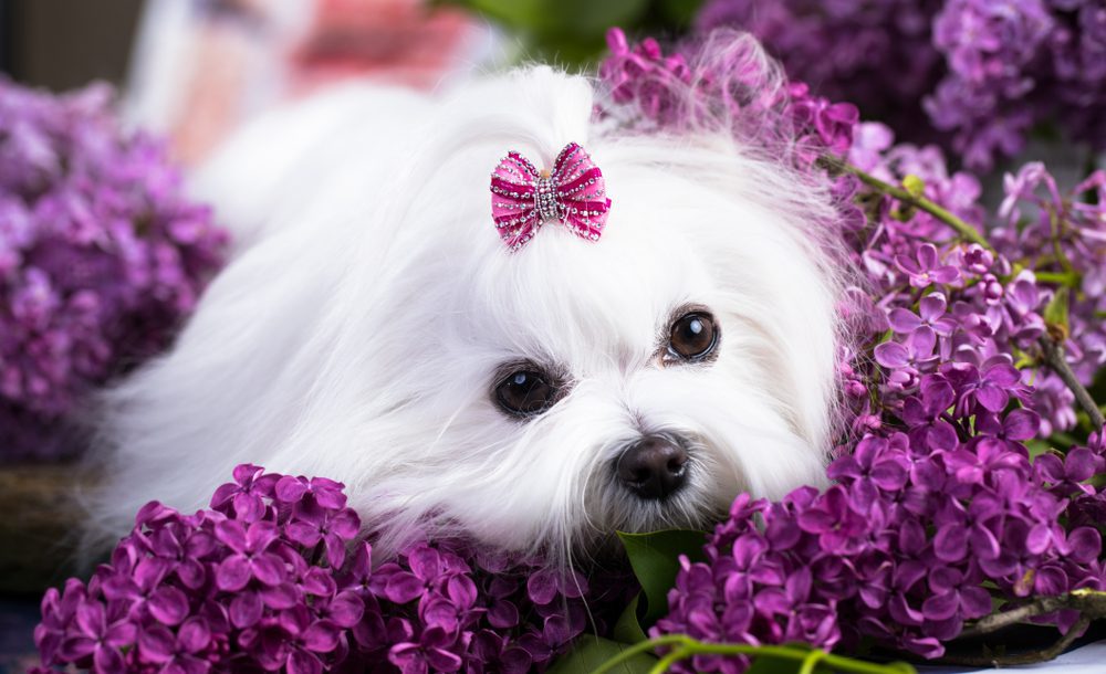 Maltese with pink bow rests its head on lilacs