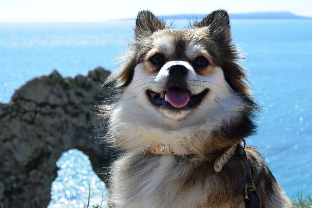 Mixed pomchi sits in front of rocky arch near the ocean