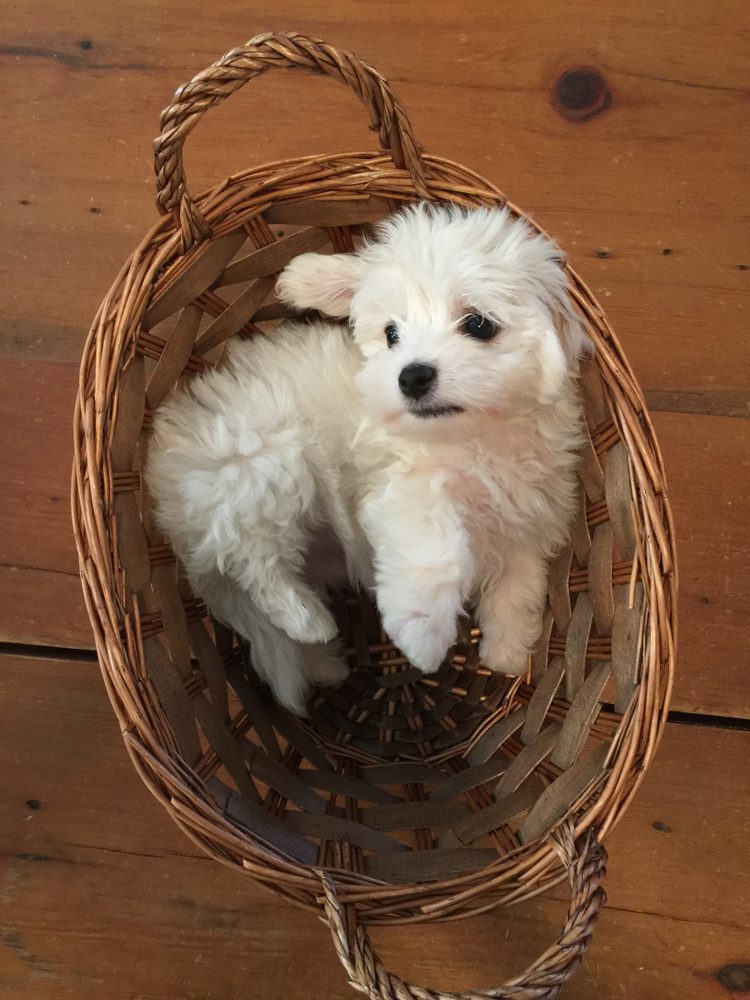 White Maltese puppy lies in a wicker basket