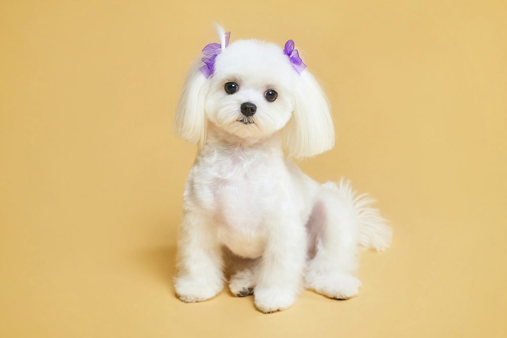 Mini teacup hot sale maltese