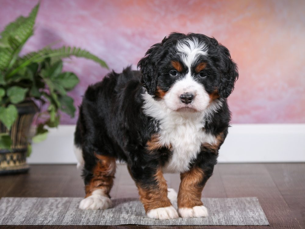 A best sale bernedoodle dog